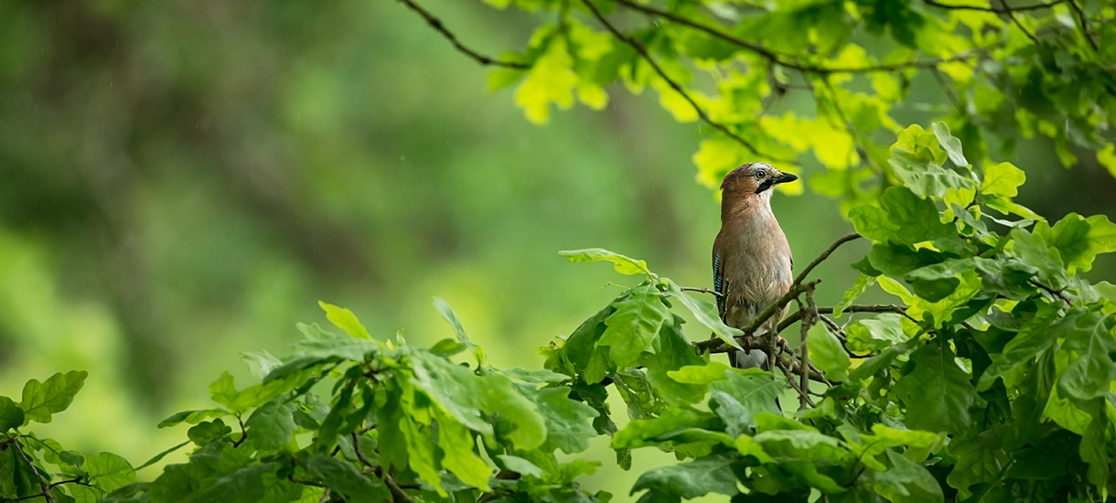 ​Onanist tatt i Fredrikstad – spionerte på badende med kikkert