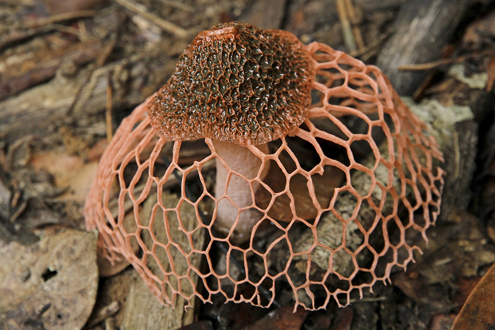 Orgasmesopp og Stinkhorn