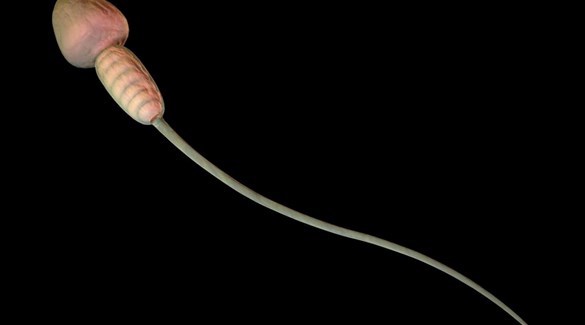 Sæd stimulerer eggløsningen