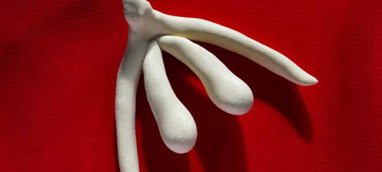 Klitoris: En anatomisk oppdagelsesreise