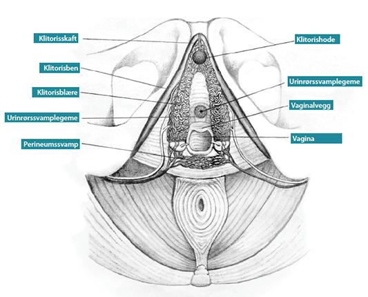 https://www.cupido.no/system/files/imagecache/usergallery_960_scale/galleryimages/Drawing5_clitanatomy.png